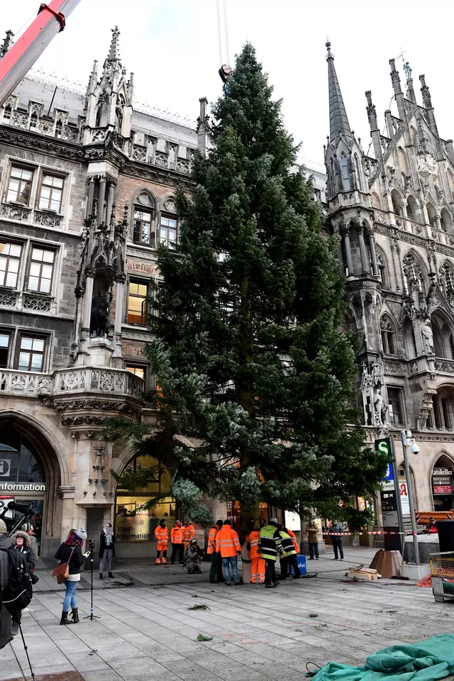 Aufstellen des Christbaumes in München (Das Bild wird durch klicken vergrößert)